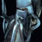 Giant Squid Captured on Video for First Time : Discovery Channel