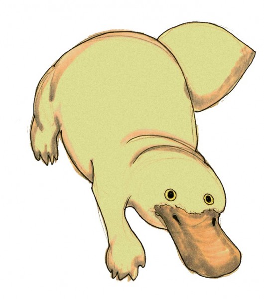 platypus