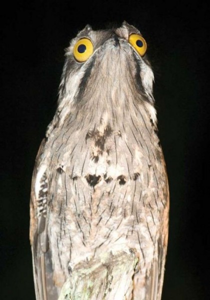 03-potoo_bird