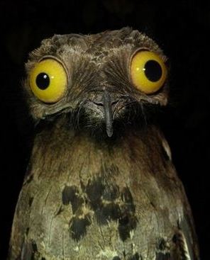 05-potoo_bird