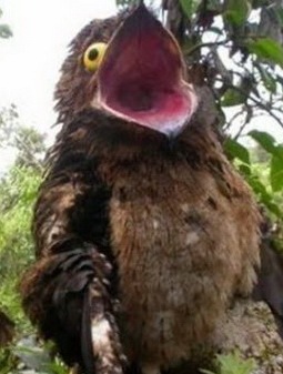 The-Potoo-Bird-Looks-Like-Saw-Something-Horrifying-01