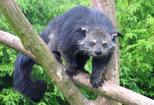 Binturong in Overloon photo taken by Tassilo Rau