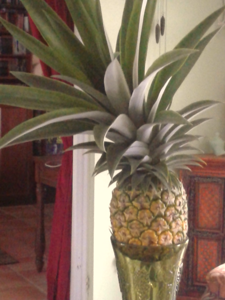 pineapple